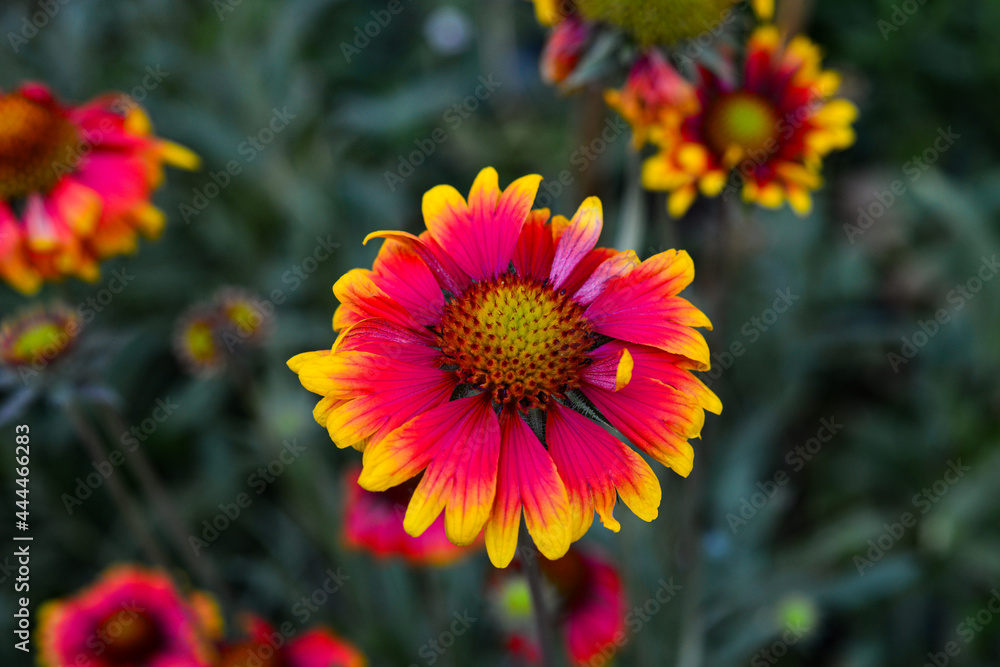 Beautiful echinacea blooms in the summer meadow. sunny day Beautiful echinacea blooms in the summer meadow. sunny day