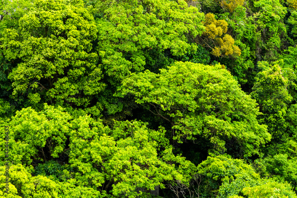 Naklejka premium Beautiful green forest in the mountains of Taiwan.