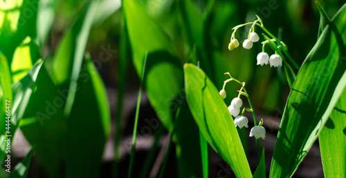 White lily of the valley flowers in the forest in a glade in the rays of sunlight. Green meadow in the spring. 