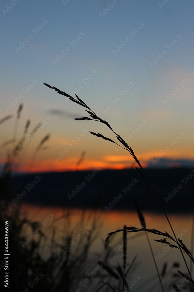 Fototapeta premium Grass on the background of sunset