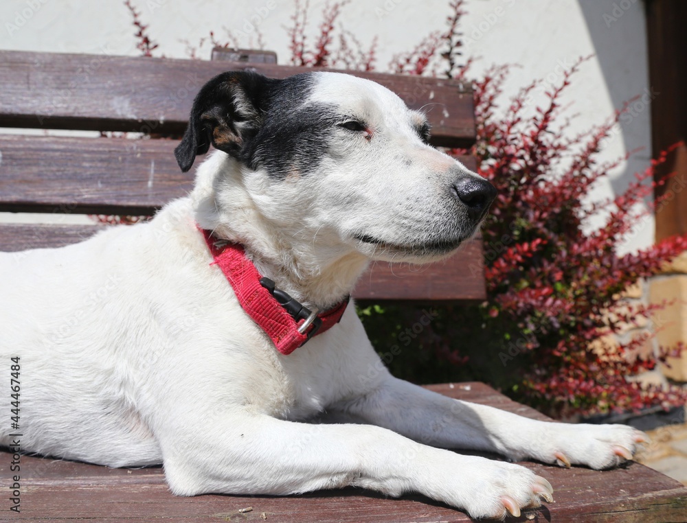 portrait of a dog