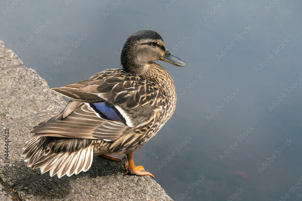 Duck Mallard female on concrete berth near a water Duck Mallard female on concrete berth near a water