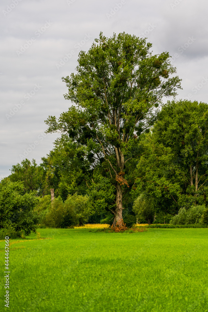 green meadow and trees in natural park