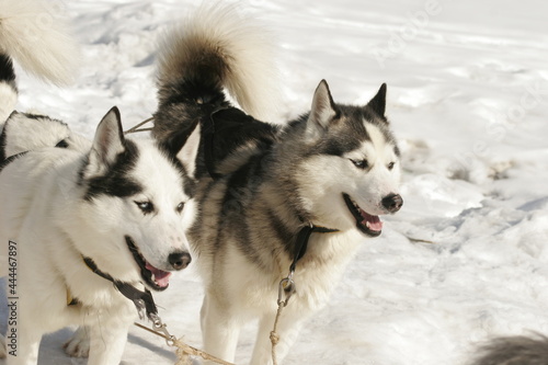 Two huskies in a team. High quality photo © Olga