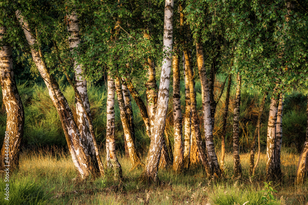 Fototapeta premium Green birch forest at sunrise