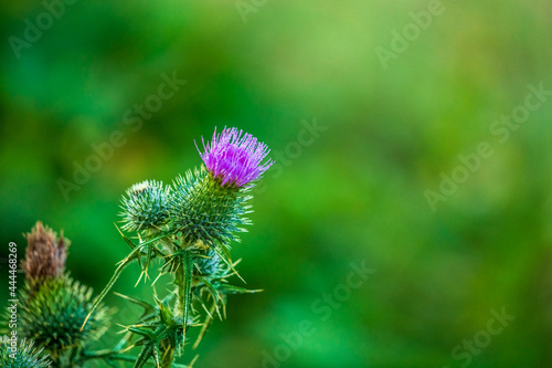 Wild plant on blurred background