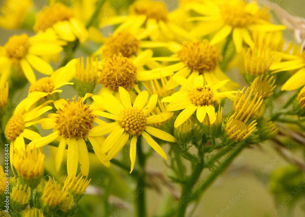 Fototapeta premium beautiful yellow Ragwort flowers (Senecio jacobaea) growing wild on Salisbury Plain grasslands 