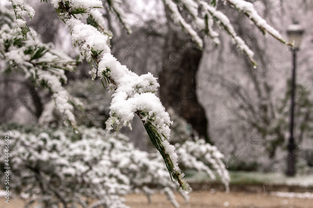 Branches of a pine tree covered with snowflakes. Winter landscape. Snow. Selective focus.