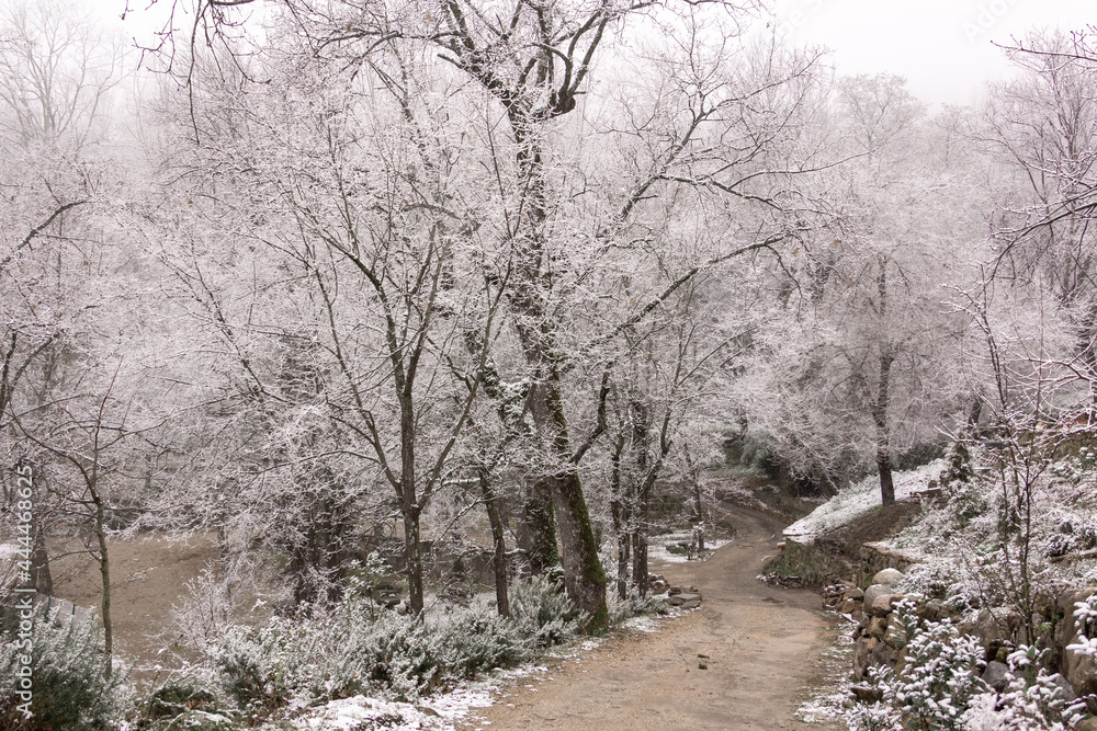 Winter landscape. Path between the trees in a snowy forest. Snow. Selective focus.