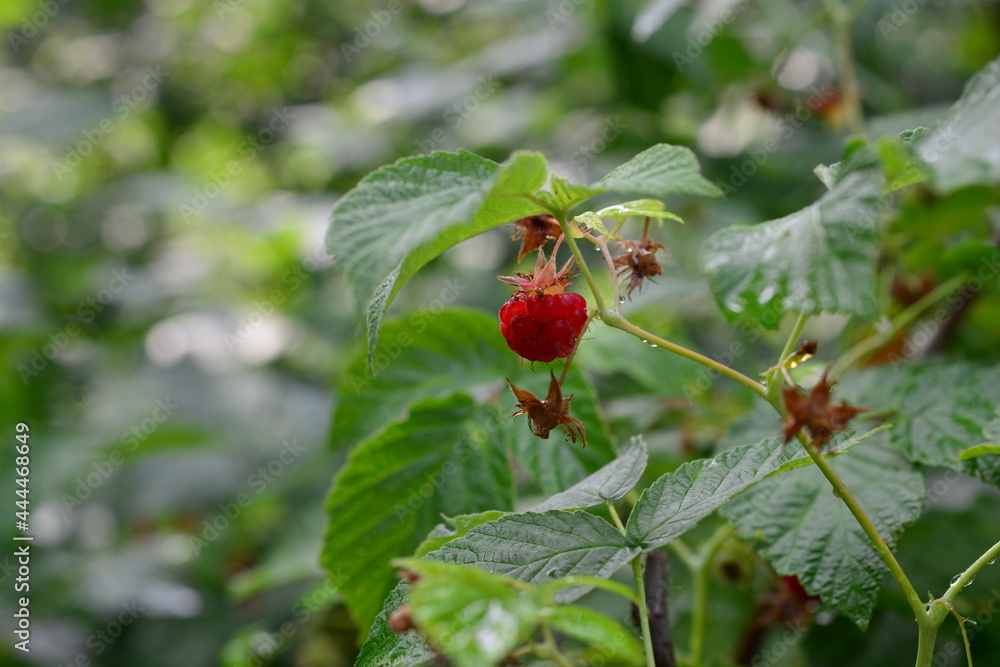 branch of raspberries in a garden. Macro photo branch of raspberries in a garden. Macro photo