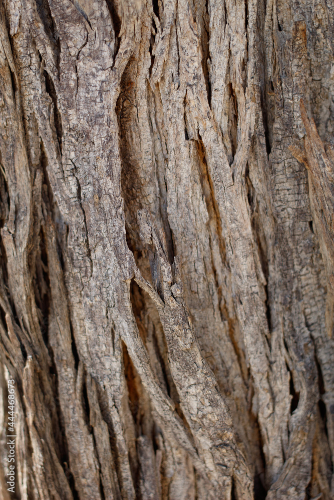 Aging exfoliating furrowed ridge bark of Desert Ironwood, Olneya Tesota, Fabaceae, native arborescent shrub in Joshua Tree National Park, Cottonwood Mountains, Colorado Desert, Springtime. Aging exfoliating furrowed ridge bark of Desert Ironwood, Olneya Tesota, Fabaceae, native arborescent shrub in Joshua Tree National Park, Cottonwood Mountains, Colorado Desert, Springtime.
