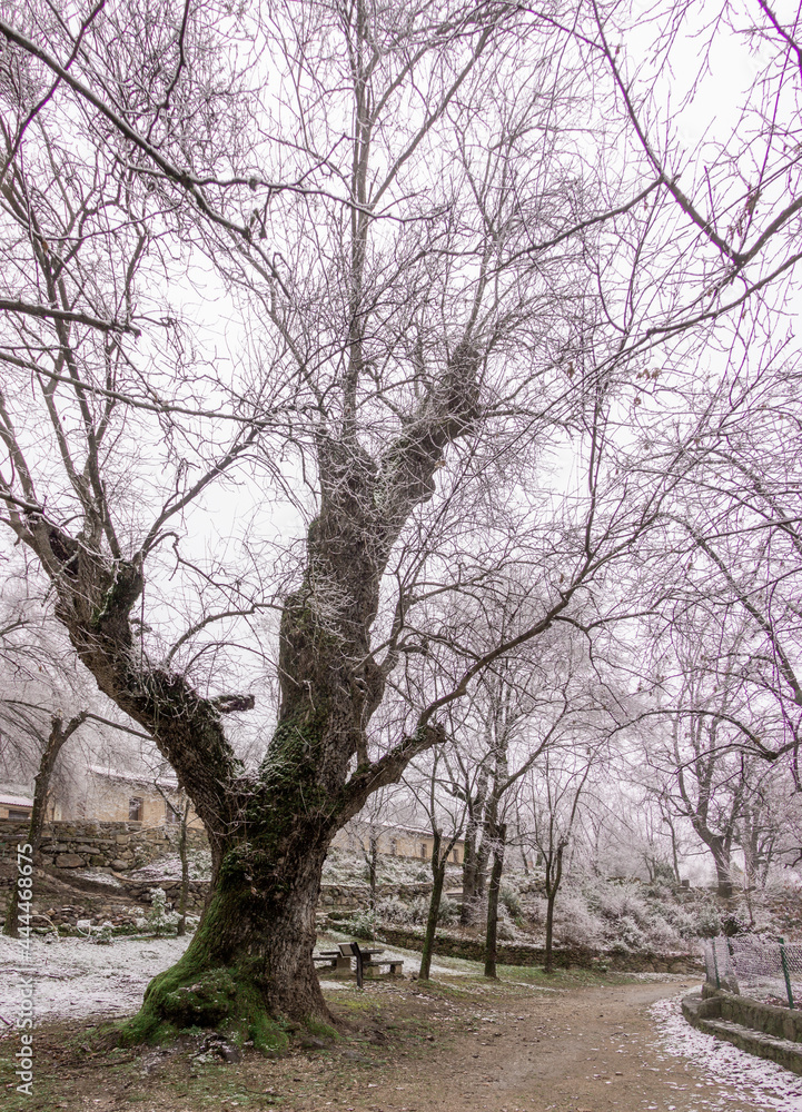 Winter landscape. Large oak tree with snow and houses in the background. Rural landscape. Selective focus. Winter landscape. Large oak tree with snow and houses in the background. Rural landscape. Selective focus.
