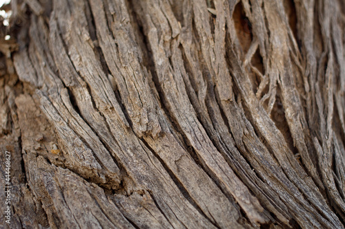 Aging exfoliating furrowed ridge bark of Desert Ironwood, Olneya Tesota, Fabaceae, native arborescent shrub in Joshua Tree National Park, Cottonwood Mountains, Colorado Desert, Springtime. photo