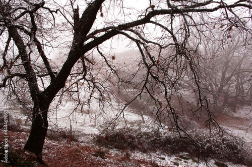 Winter landscape. Leafless oak forest with snow. Mountain. Branches of trees with snowflakes. Foggy background. Selective focus.