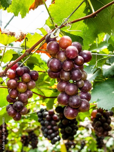 Close-up of ripe grapes in the vineyard of Miaoli, Taiwan.