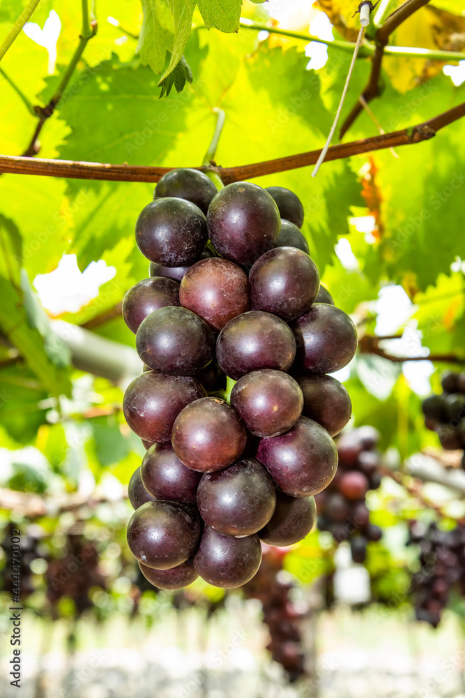 Close-up of ripe grapes in the vineyard of Miaoli, Taiwan.