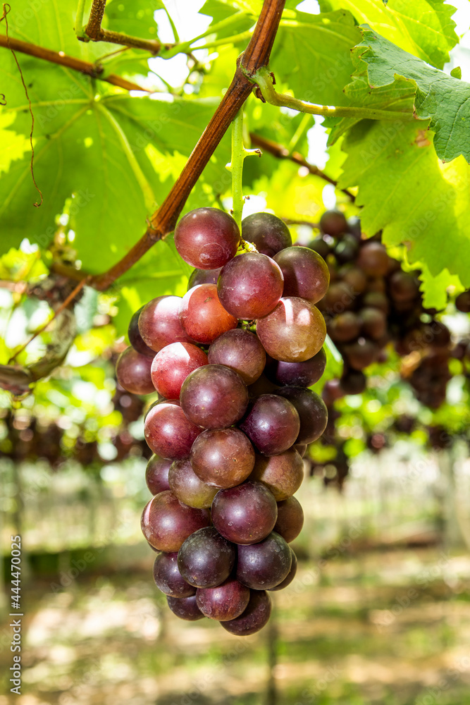 Close-up of ripe grapes in the vineyard of Miaoli, Taiwan.