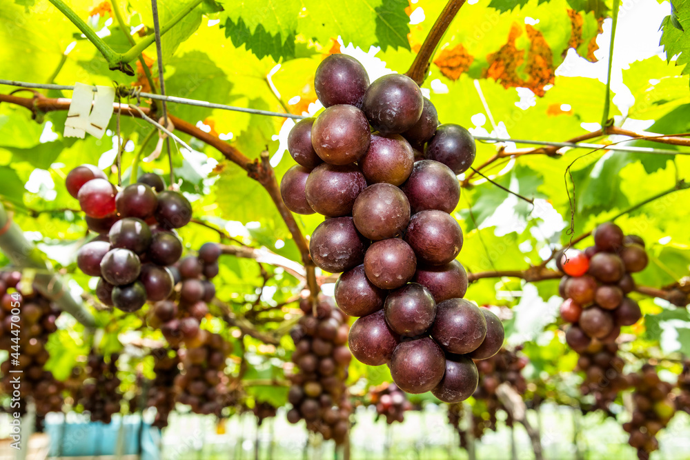 A large area of ripe grapes in the vineyard of Miaoli, Taiwan. A large area of ripe grapes in the vineyard of Miaoli, Taiwan.