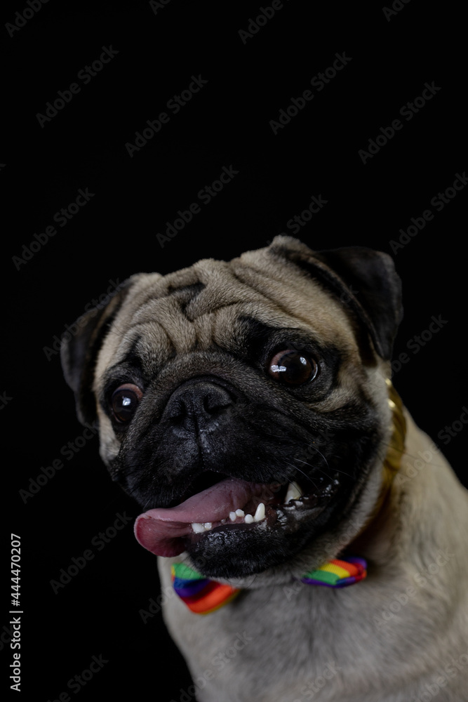 Pug carlino pet puppy dog animal play funny in the black background
