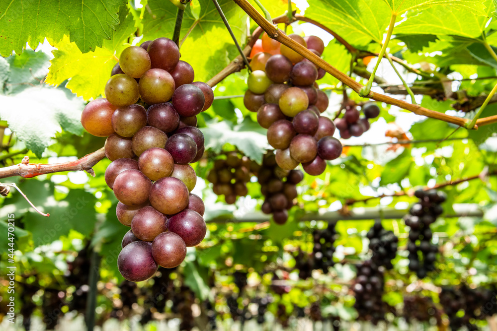 close-up of ripe grapes in the vineyard of Miaoli, Taiwan.