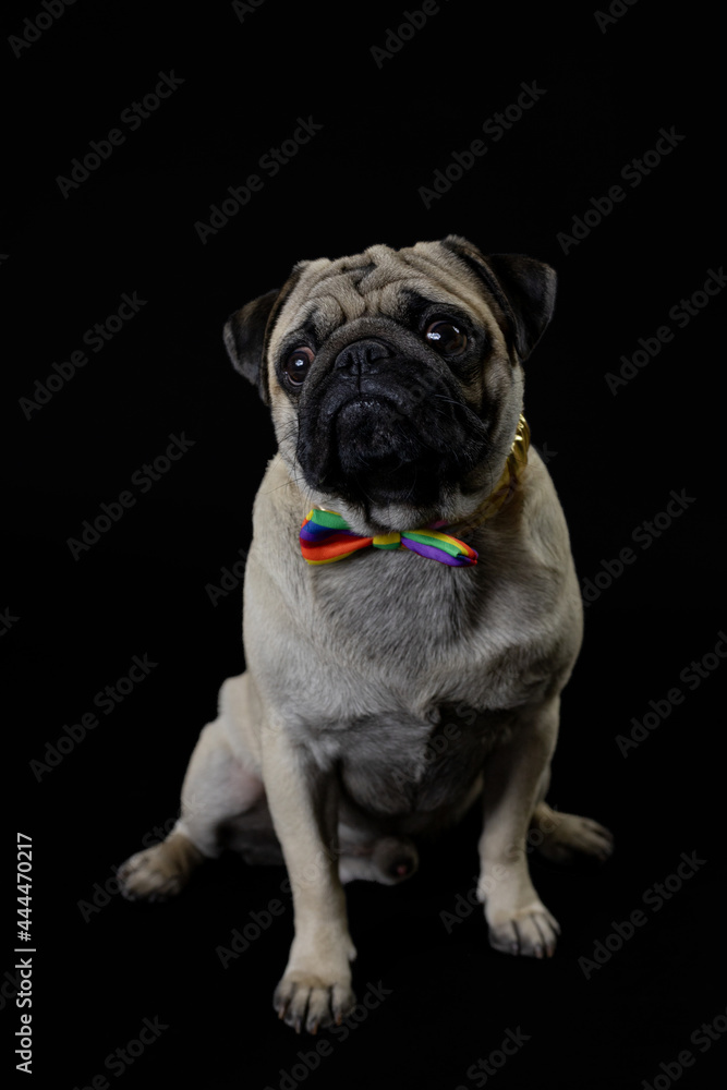 Obraz premium Pug carlino pet puppy dog animal play funny in the black background 