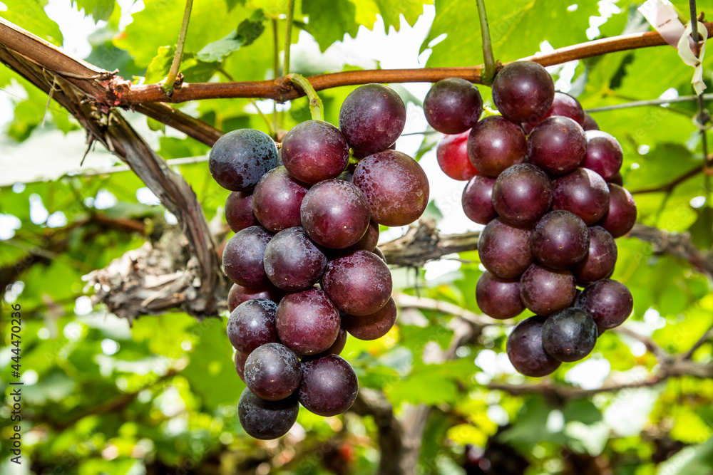 ripe grapes fruit growing in the vineyard ripe grapes fruit growing in the vineyard