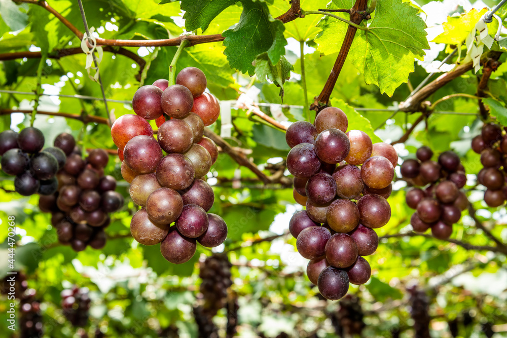 Ripe grapes fruit growing in the vineyard of Miaoli, Taiwan.