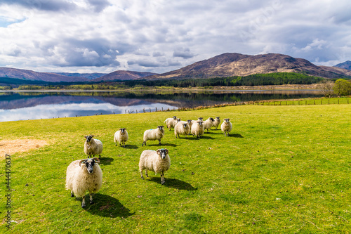 A view of sheep in a field beside Loch Eil near to Fort William, Scotland on a summers day