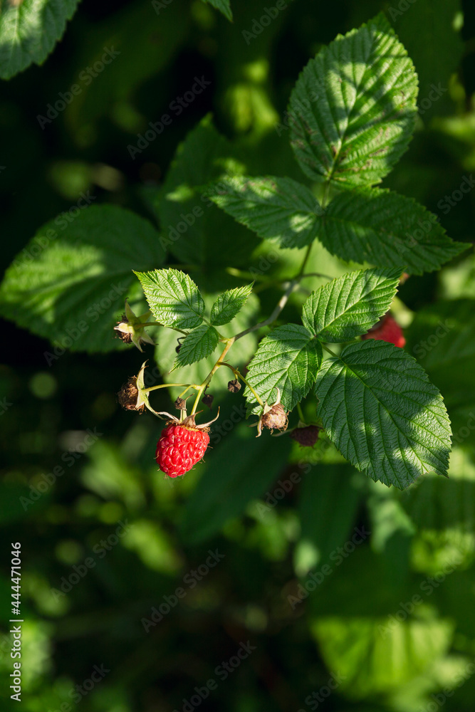 Ripe strawberries on the bush. Vitamins from nature. Vertical. Ripe strawberries on the bush. Vitamins from nature. Vertical.