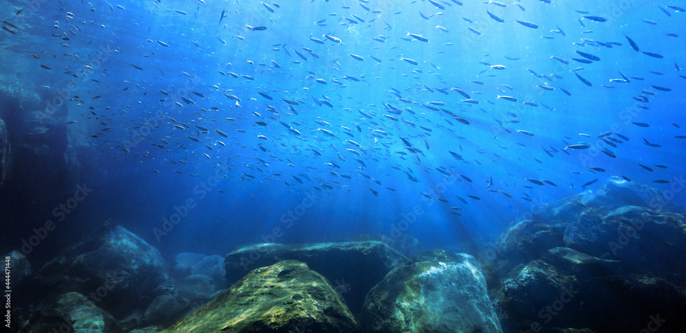 Fototapeta premium Underwater landscape