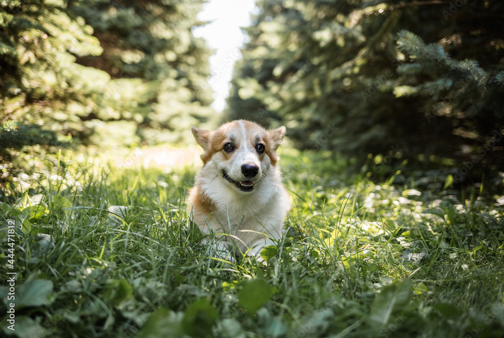 happy royal corgi dog runs through the forest among coniferous trees