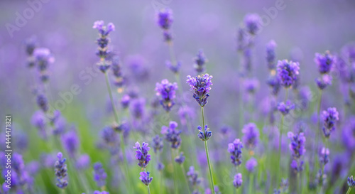 Blooming lavender field in the morning macro