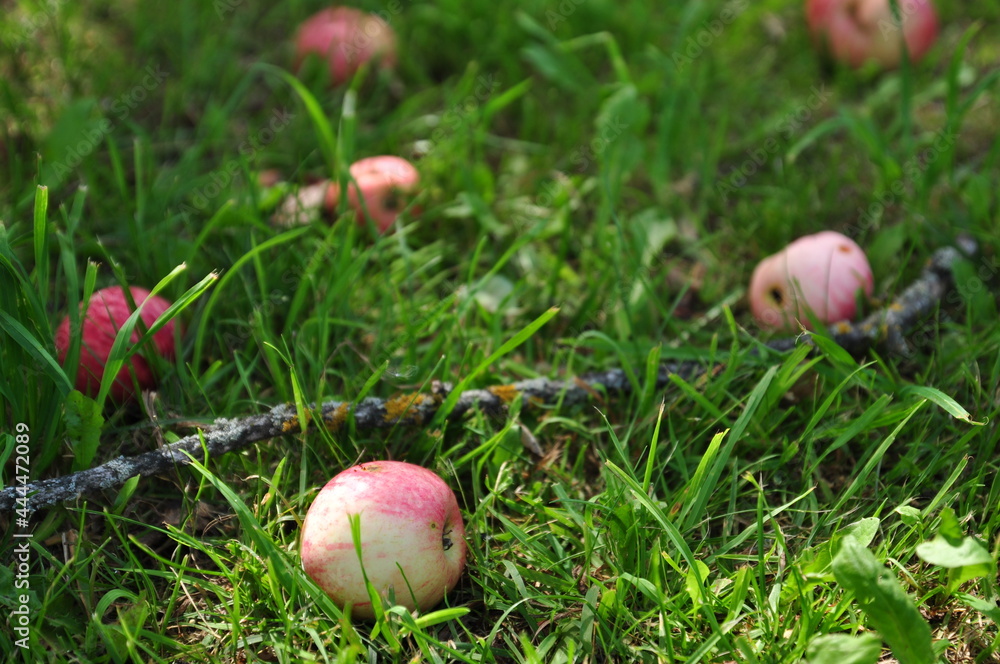fallen apples in the grass fallen apples in the grass
