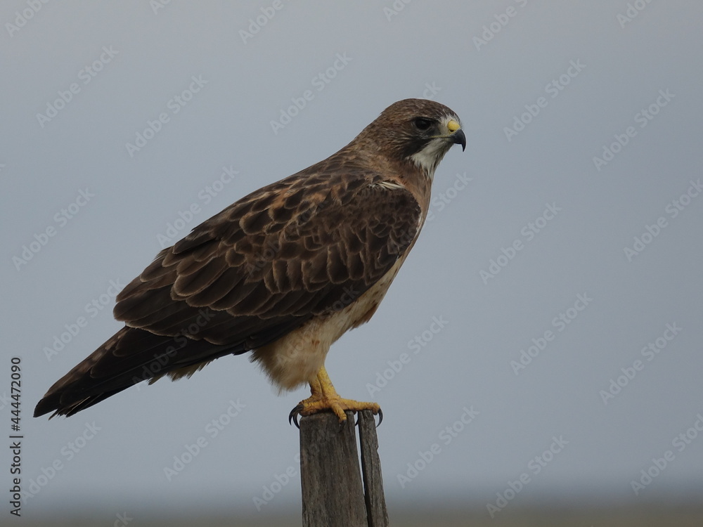 Swainsons Hawk Swainsons Hawk