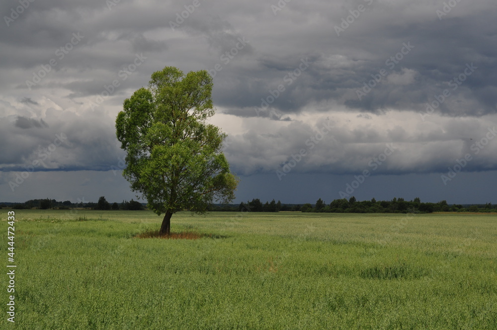 a tree in a field before the rain a tree in a field before the rain