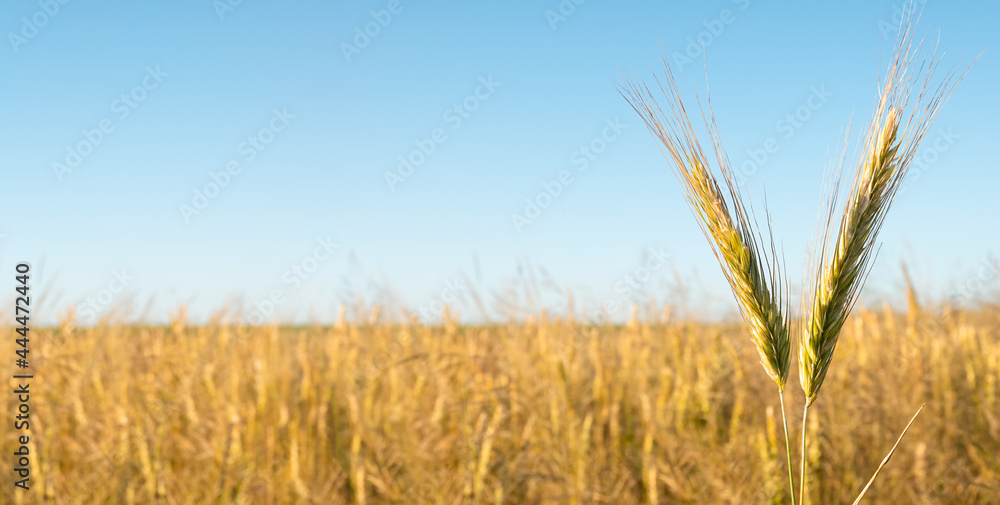 Fototapeta premium Ears of golden wheat close up on Rural scene under sunlight. Summer background of ripening ears of agriculture landscape