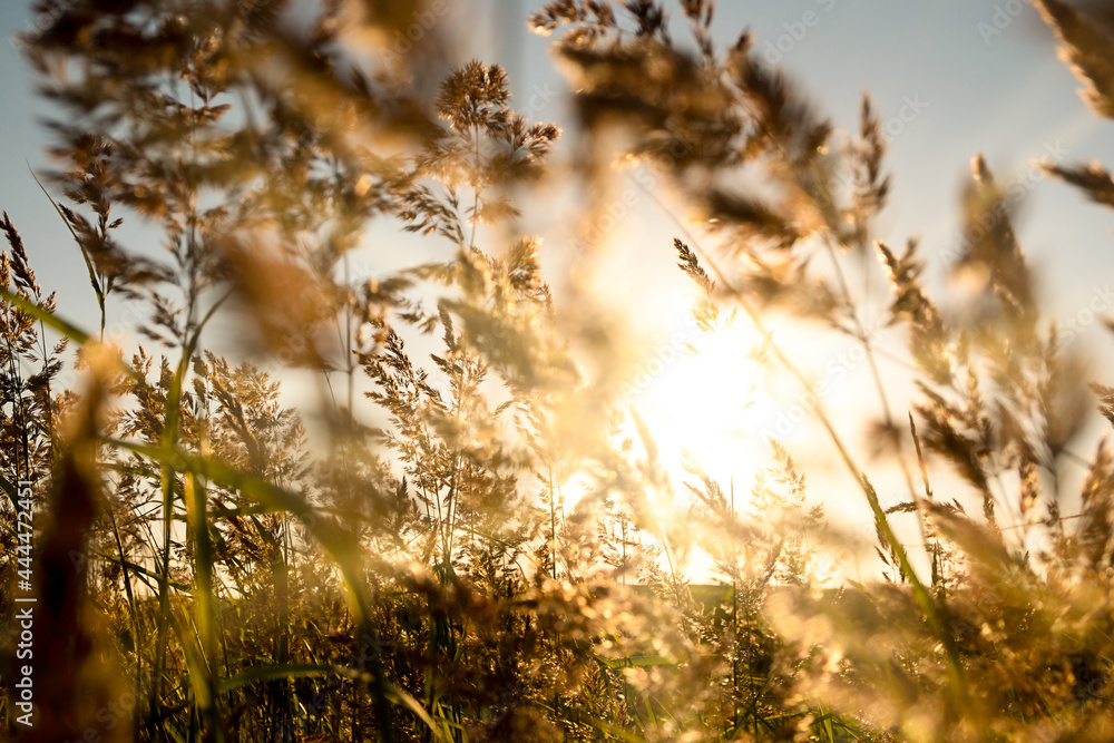Fototapeta premium Colorful nature sunset or sunrise background. Silhouette of dry grass branches on field
