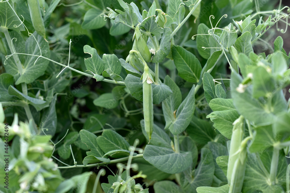 Green peas in pods on a garden bed Green peas in pods on a garden bed