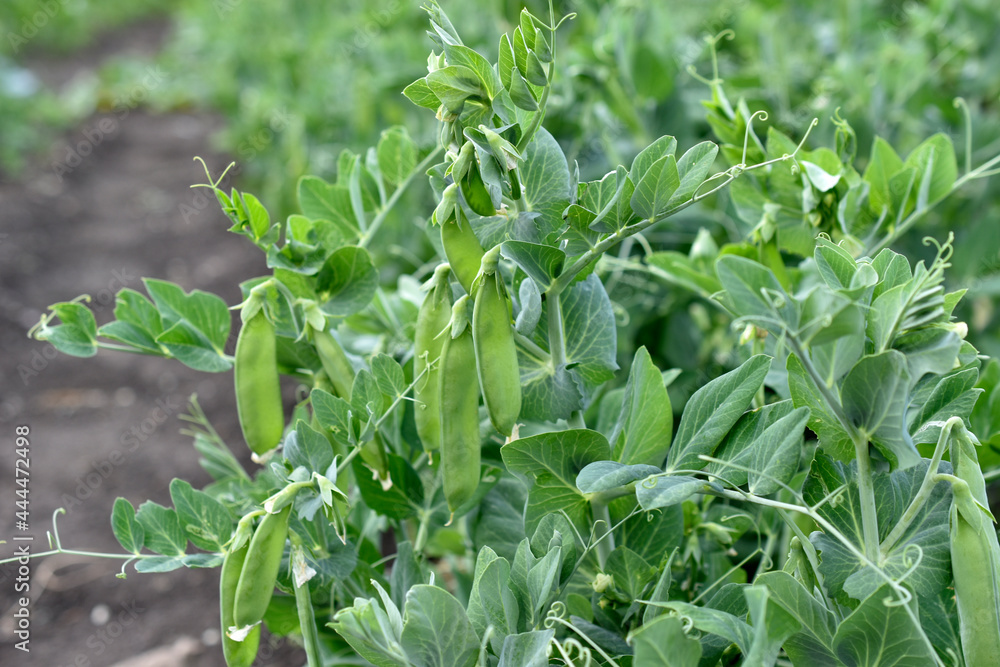 Green peas in pods on a garden bed Green peas in pods on a garden bed
