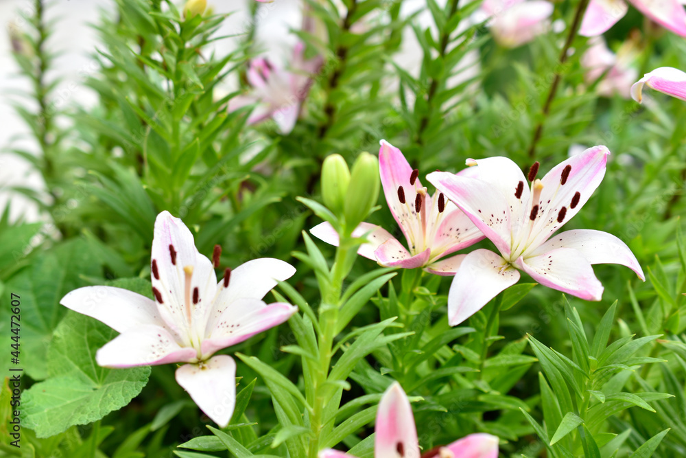 Fototapeta premium Yellow lilies in the garden in summer close-up