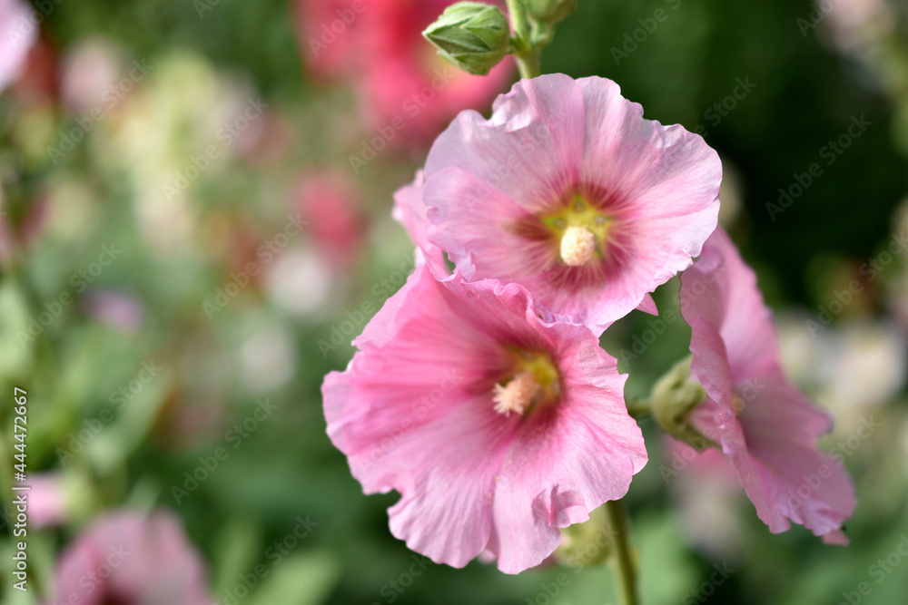 Colorful hollyhocks in the garden in summer Colorful hollyhocks in the garden in summer