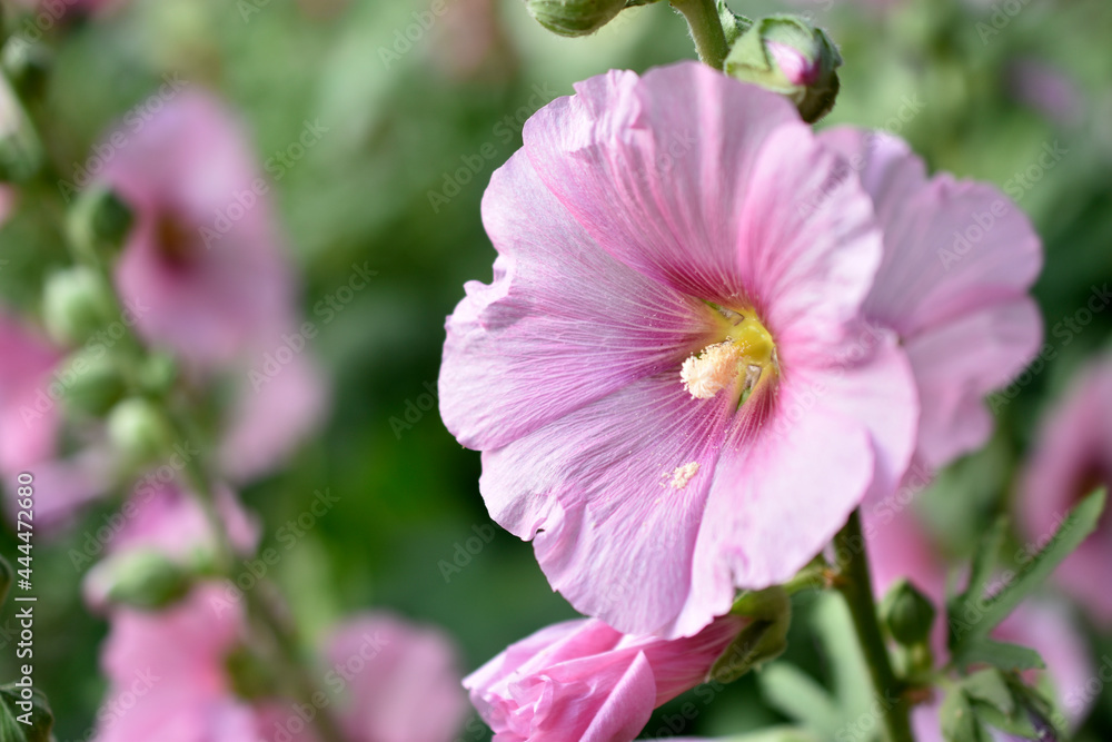 Colorful hollyhocks in the garden in summer