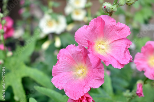Colorful hollyhocks in the garden in summer