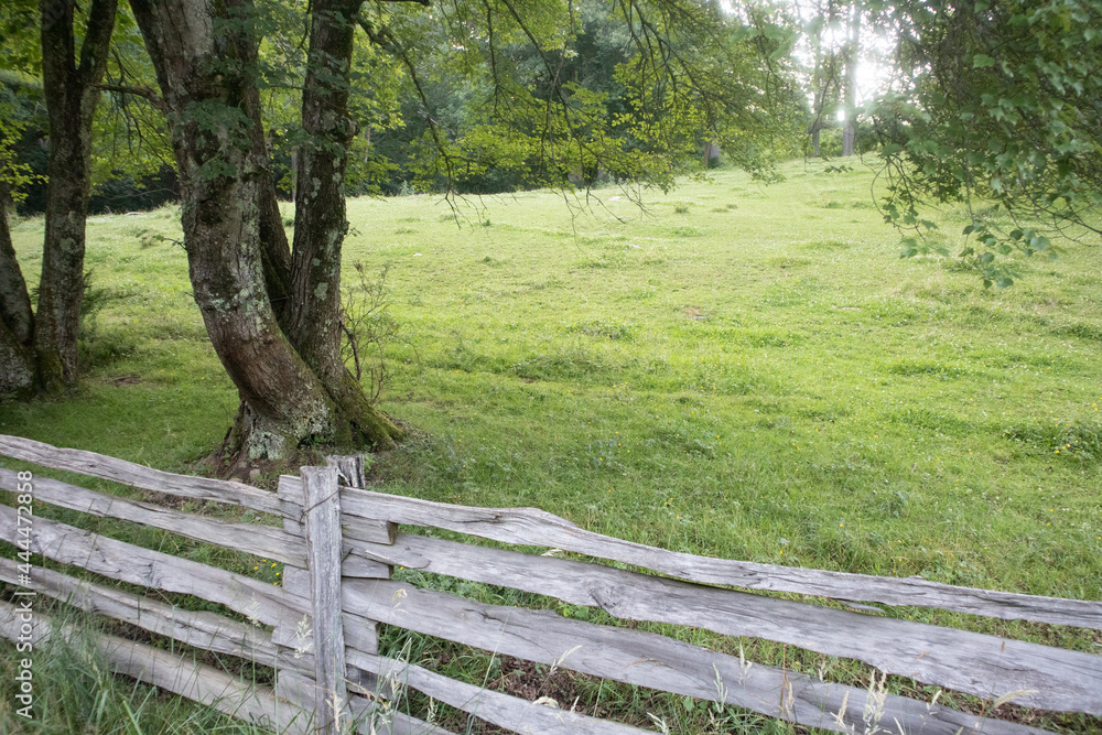 White split rail fence along a pasture with trees on the Blue Ridge Parkway White split rail fence along a pasture with trees on the Blue Ridge Parkway