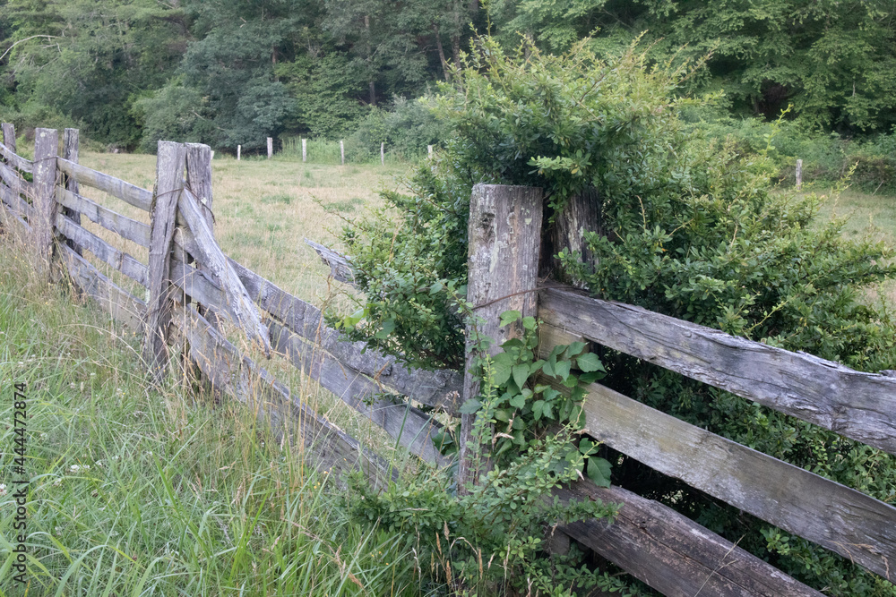 Broken and overgrown split rail fence along the Blue Ridge Parkway