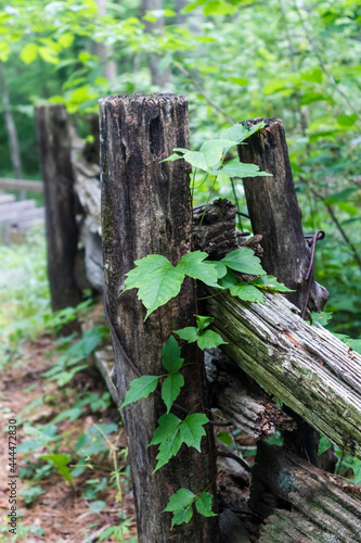 Poison Ivy growing up a split rail fence post.