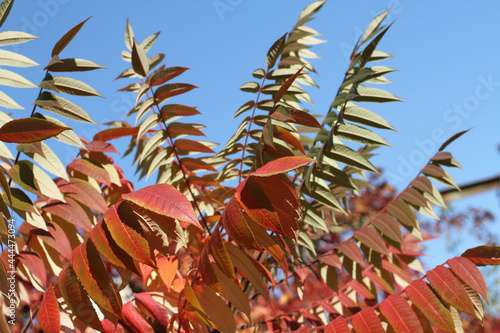 Autumn - purple and red leaves on sumac tree against blue sky photo