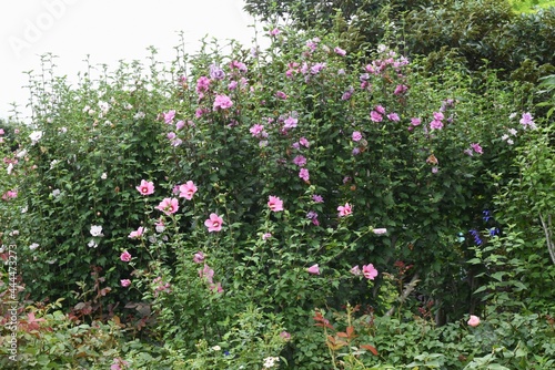 Fototapeta Naklejka Na Ścianę i Meble -  Rose of sharon flowers. Malvaceae deciduous tree.