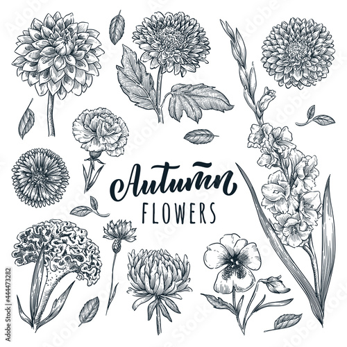 Autumn flowers set. Vector hand drawn sketch illustration. Blooming garden plants and floral design elements
