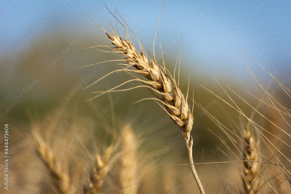 Close up of ripe wheat ears. Rich harvest concept. Close up of ripe wheat ears. Rich harvest concept.
